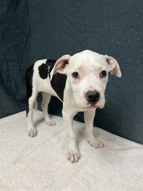 Valerie, a Pit Bull Terrier, available for adoption