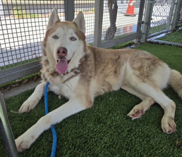 Canelo, a Husky, available for adoption