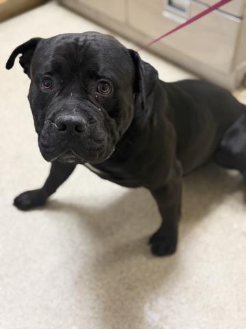 Captain, a Pit Bull Terrier, available for adoption