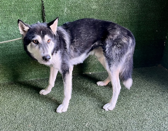 Benli, a Husky, available for adoption