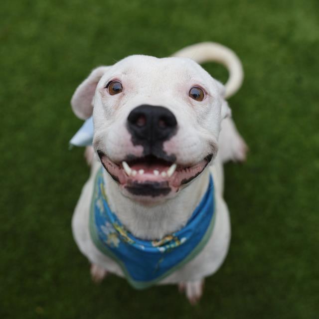 Trinity, a American Staffordshire Terrier (mix breed), available for adoption
