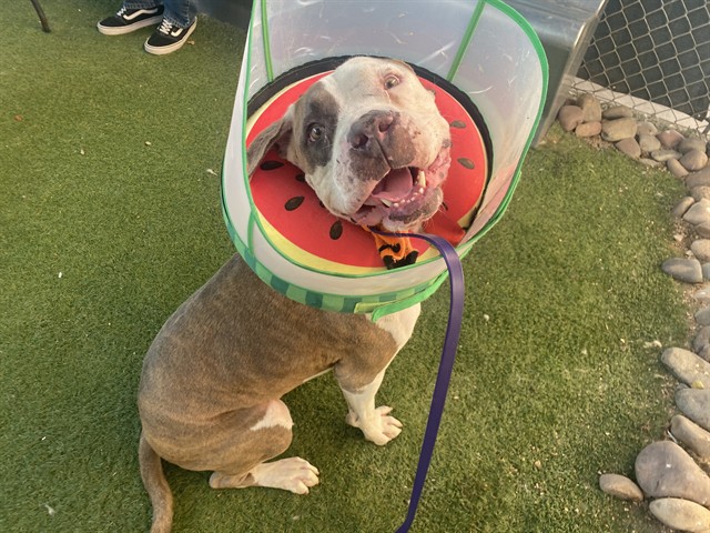 Almond, a Bullmastiff (mix breed), available for adoption