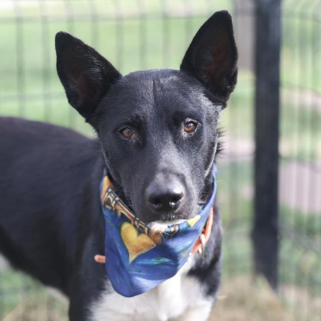 Blackie, a Terrier (mix breed), available for adoption