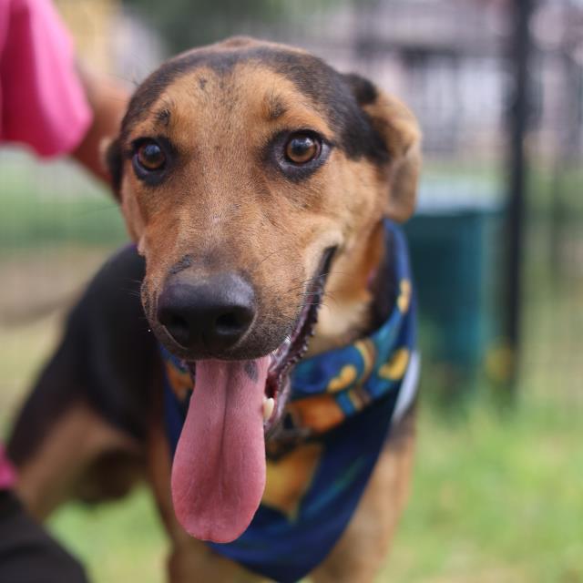 River, a Shepherd (mix breed), available for adoption