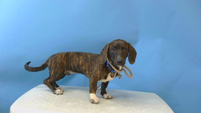 A5793589, a Dachshund, available for adoption