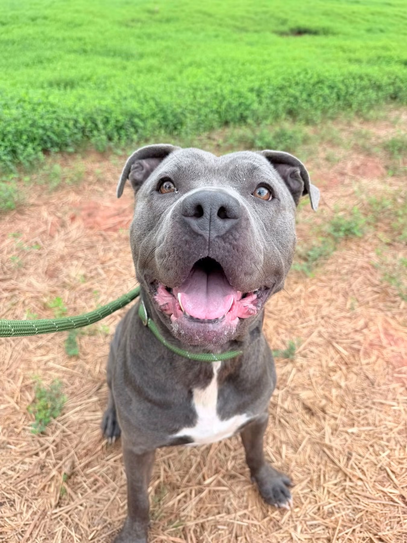 Betsy, a Pit Bull Terrier, available for adoption