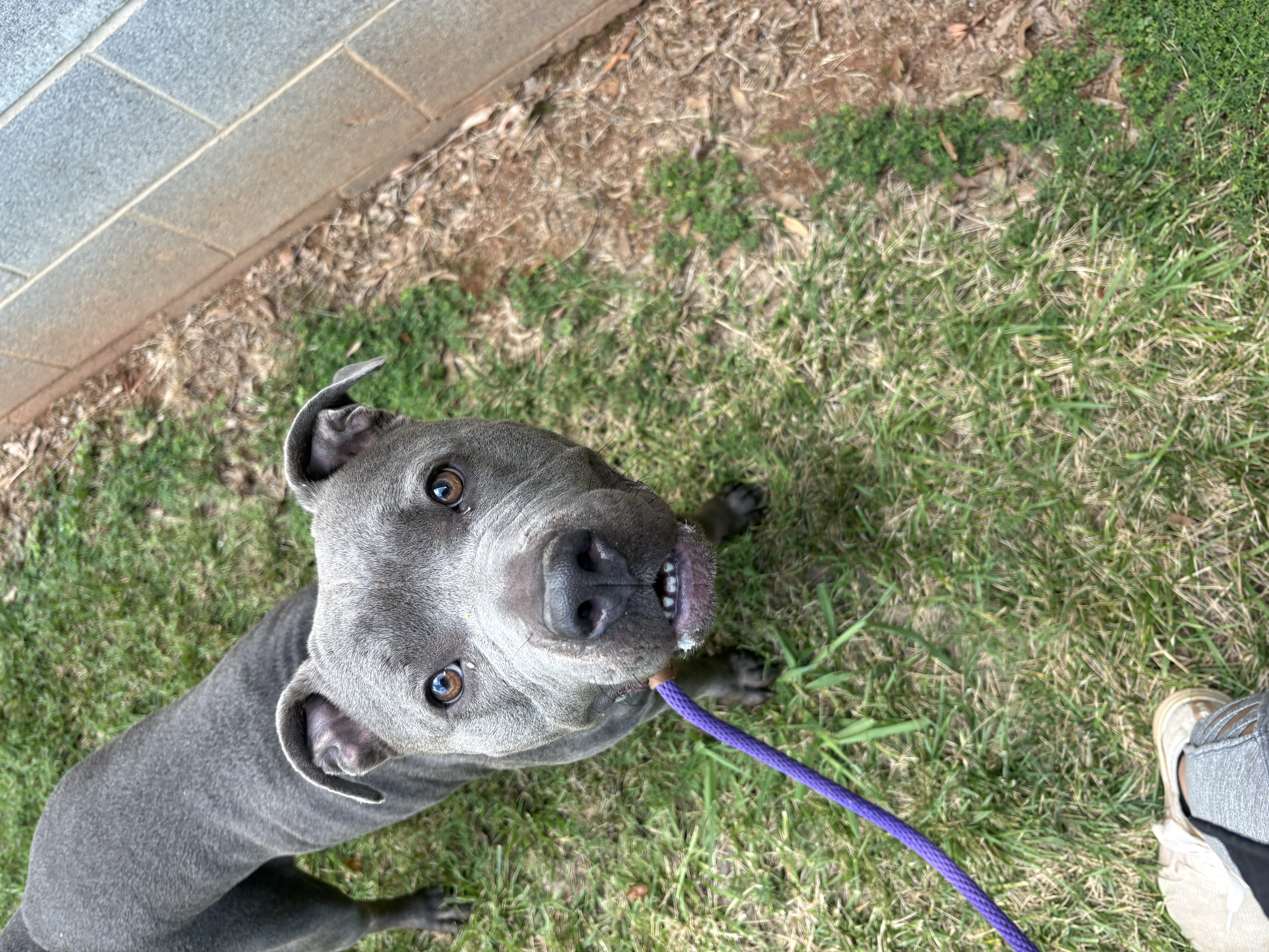 Other Photos of thie Dog