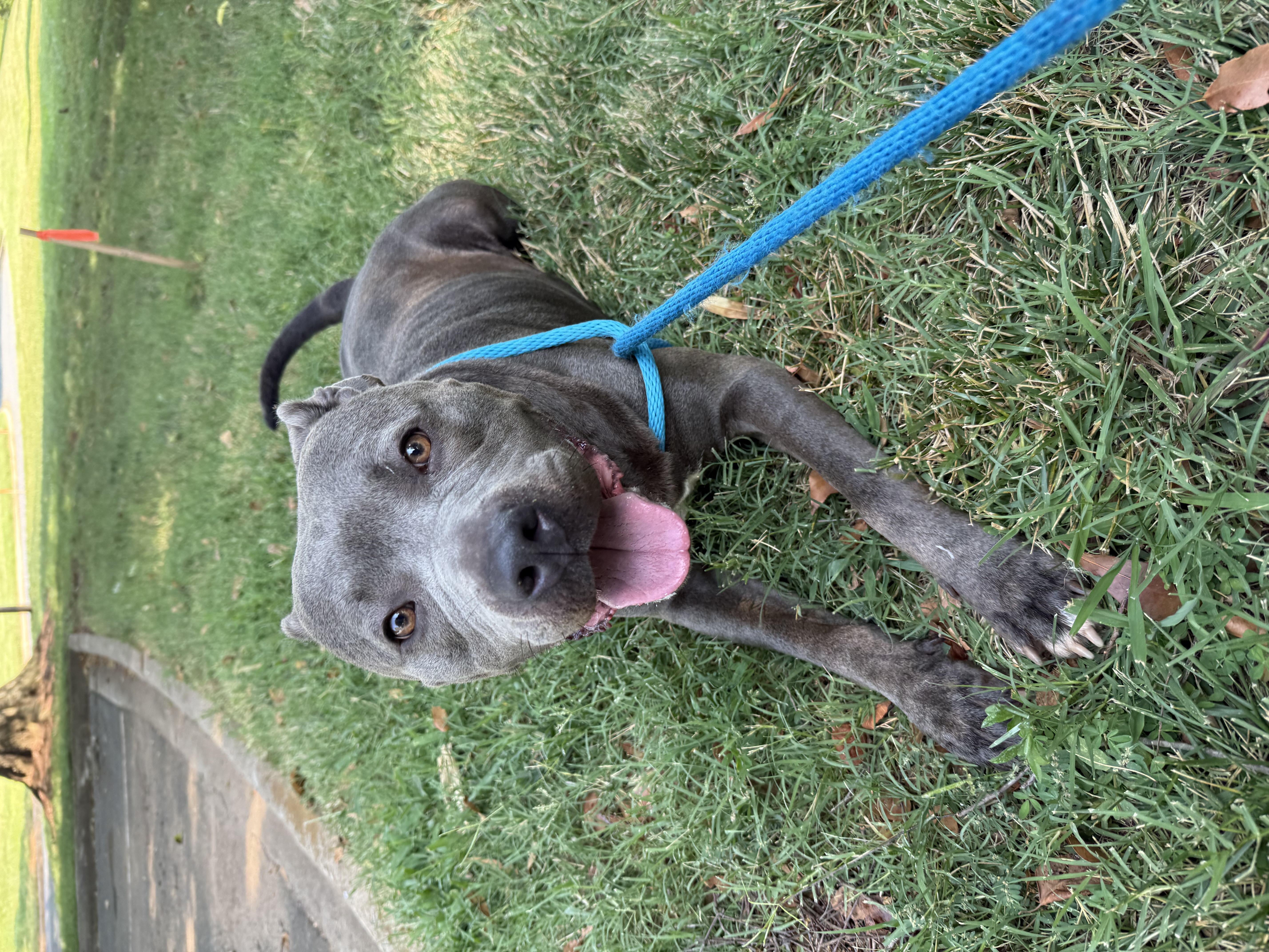 Other Photos of thie Dog