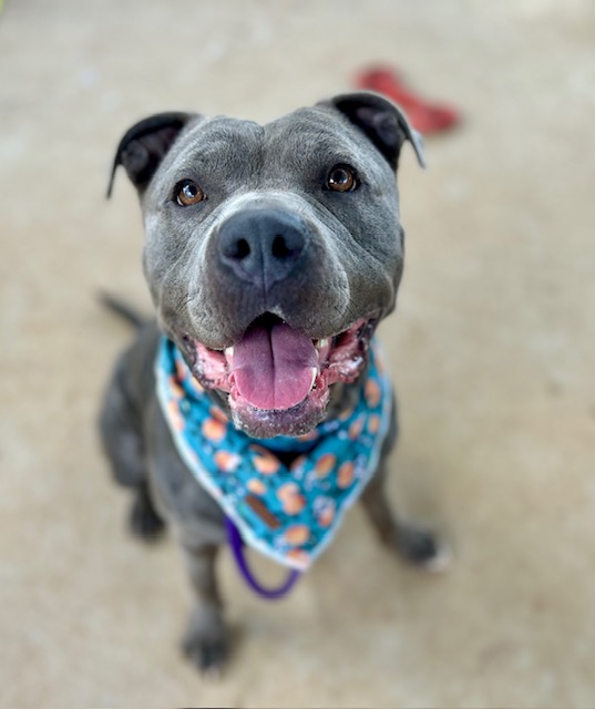 Betsy, a Pit Bull Terrier, available for adoption