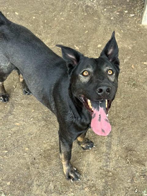 Joker, a Black Labrador Retriever (mix breed), available for adoption