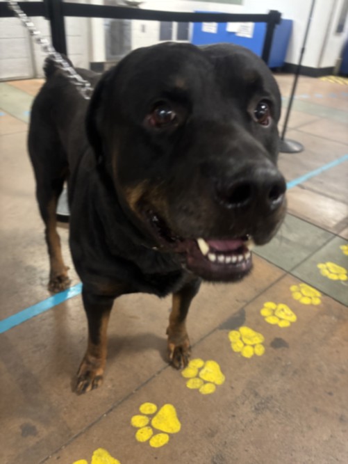 Rocky, a Rottweiler, available for adoption