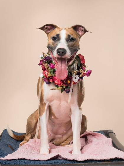 Melon, a Terrier (mix breed), available for adoption