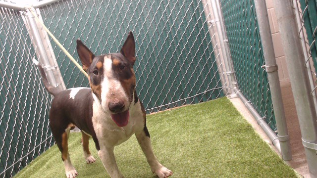 Adoptable pet photo