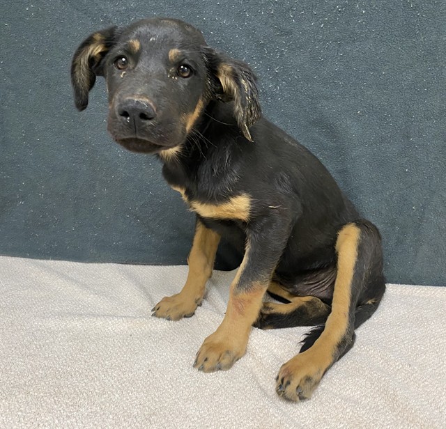 Adoptable pet photo