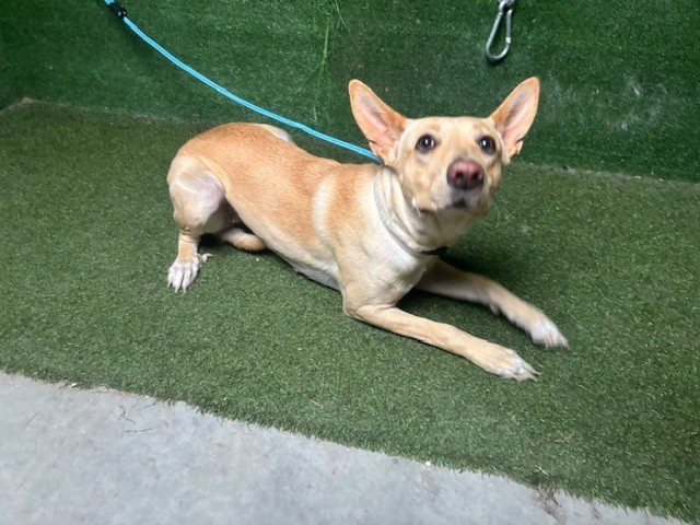 Other Photos of thie Dog