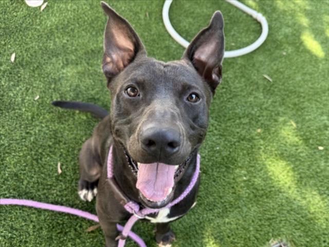 Pit Bull Terrier (mix breed) available for adoption