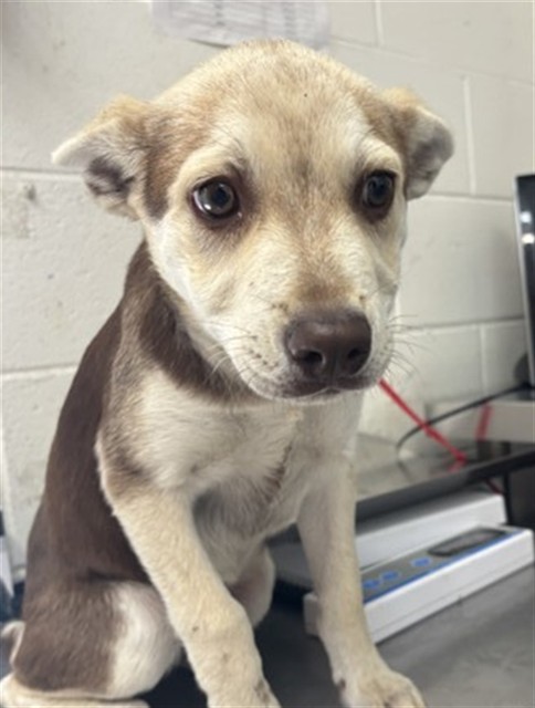Adoptable pet photo