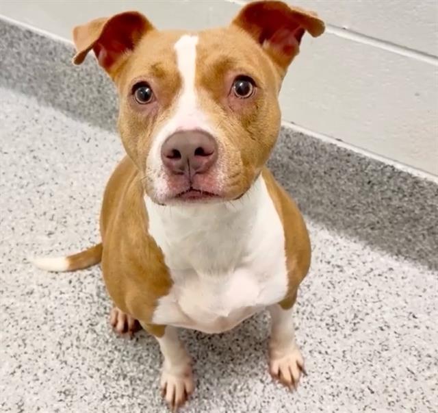 Adoptable pet photo