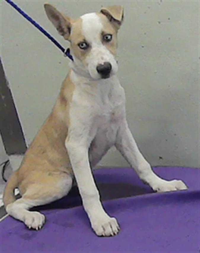 Adoptable pet photo