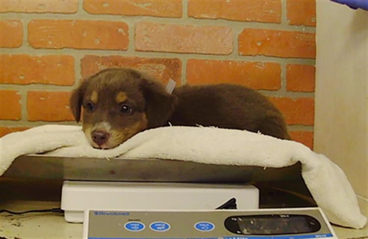 Adoptable pet photo