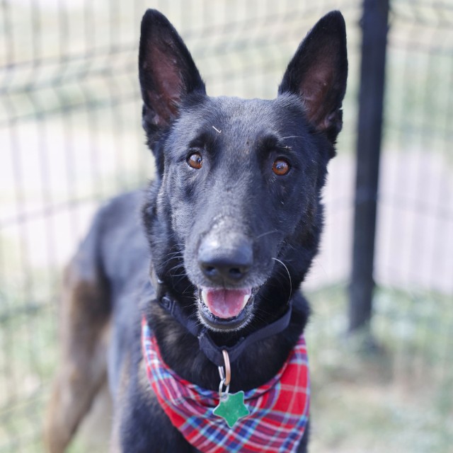Adoptable pet photo