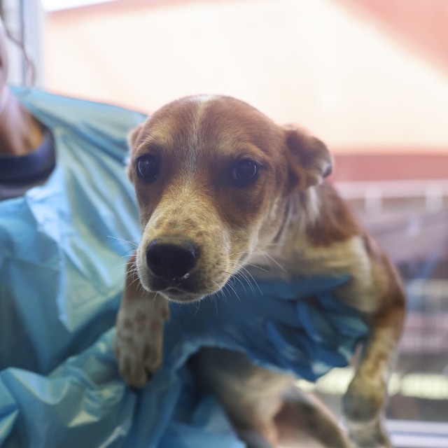 American Staffordshire Terrier (mix breed) available for adoption