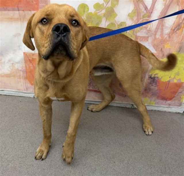 Mastiff (mix breed) available for adoption