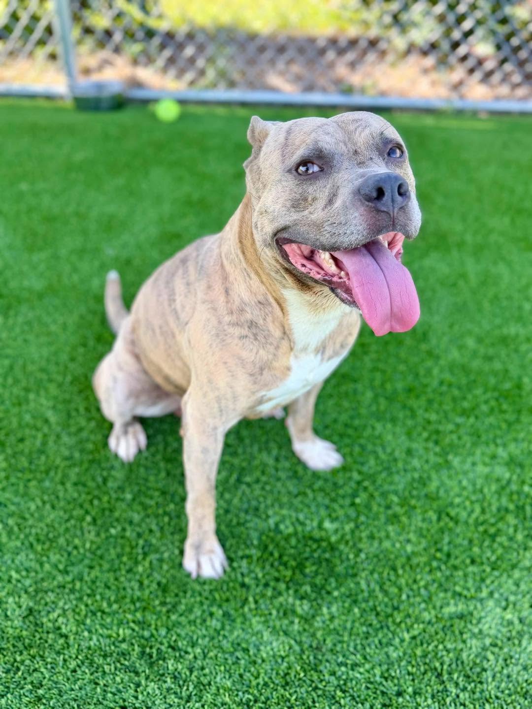 Stackz, a American Staffordshire Terrier, available for adoption