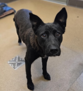 Schnitzel, a Labrador Retriever (mix breed), available for adoption