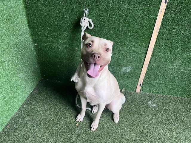 Ellie, a Pit Bull Terrier, available for adoption