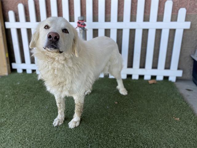Moon Pie, a Great Pyrenees, available for adoption