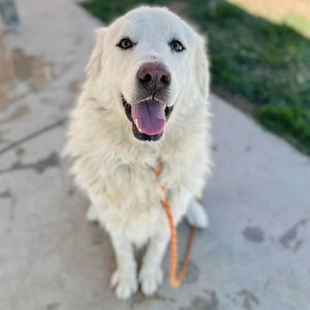 Moon Pie, a Great Pyrenees, available for adoption