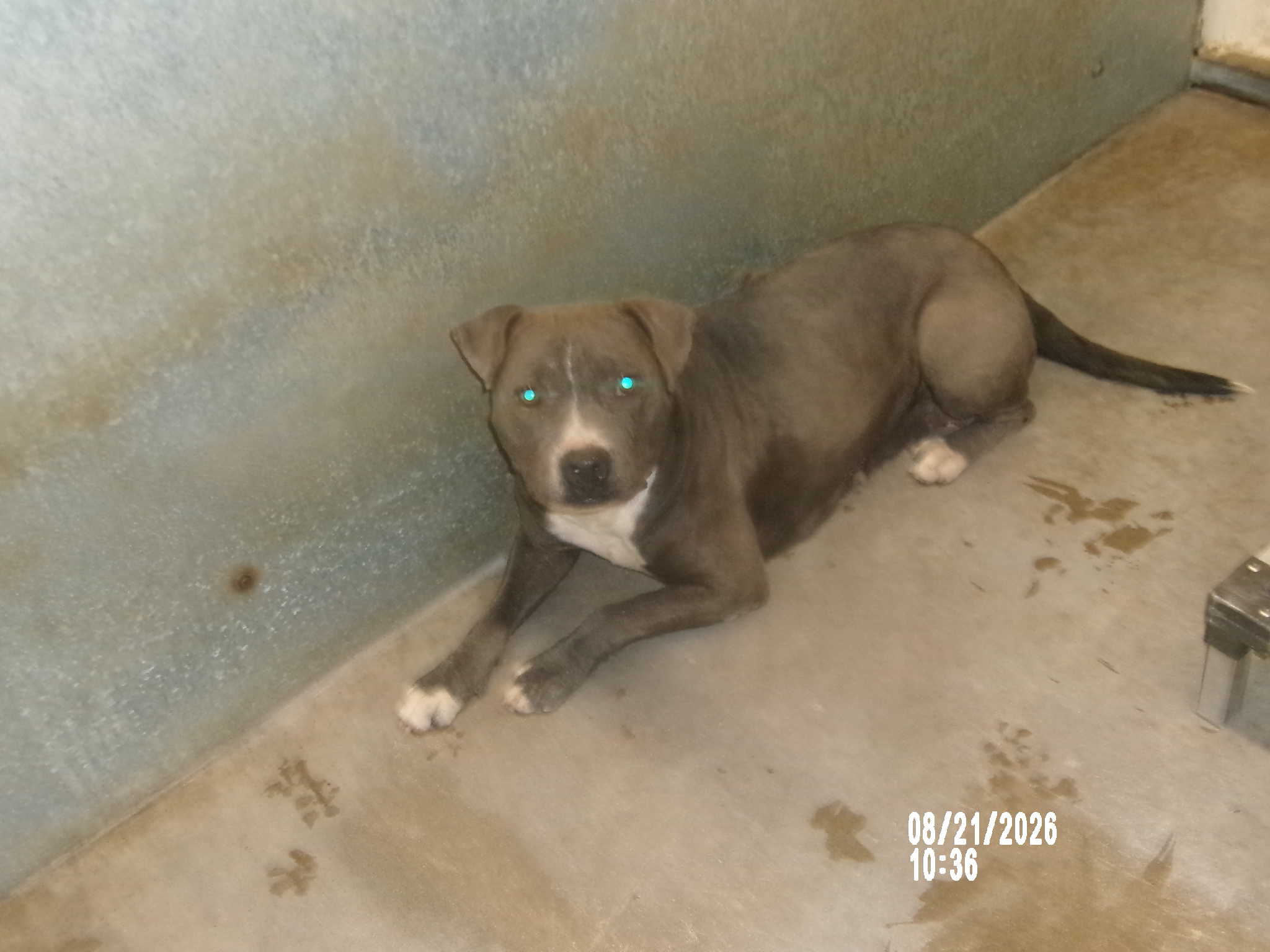 Blue, a American Staffordshire Terrier (mix breed), available for adoption