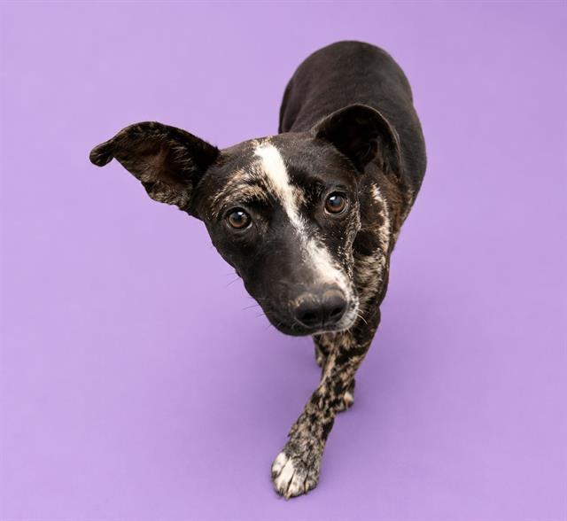 Mei, a Catahoula Leopard Dog (mix breed), available for adoption