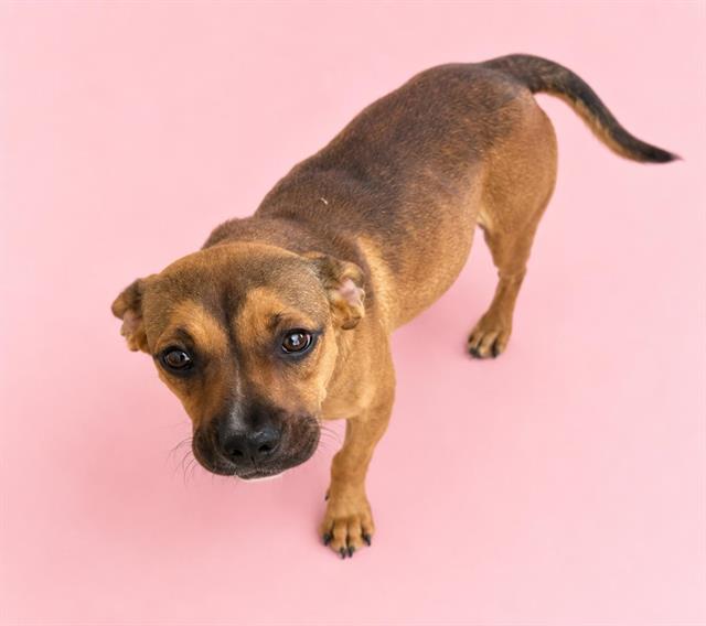 Lucy, a Pit Bull Terrier (mix breed), available for adoption