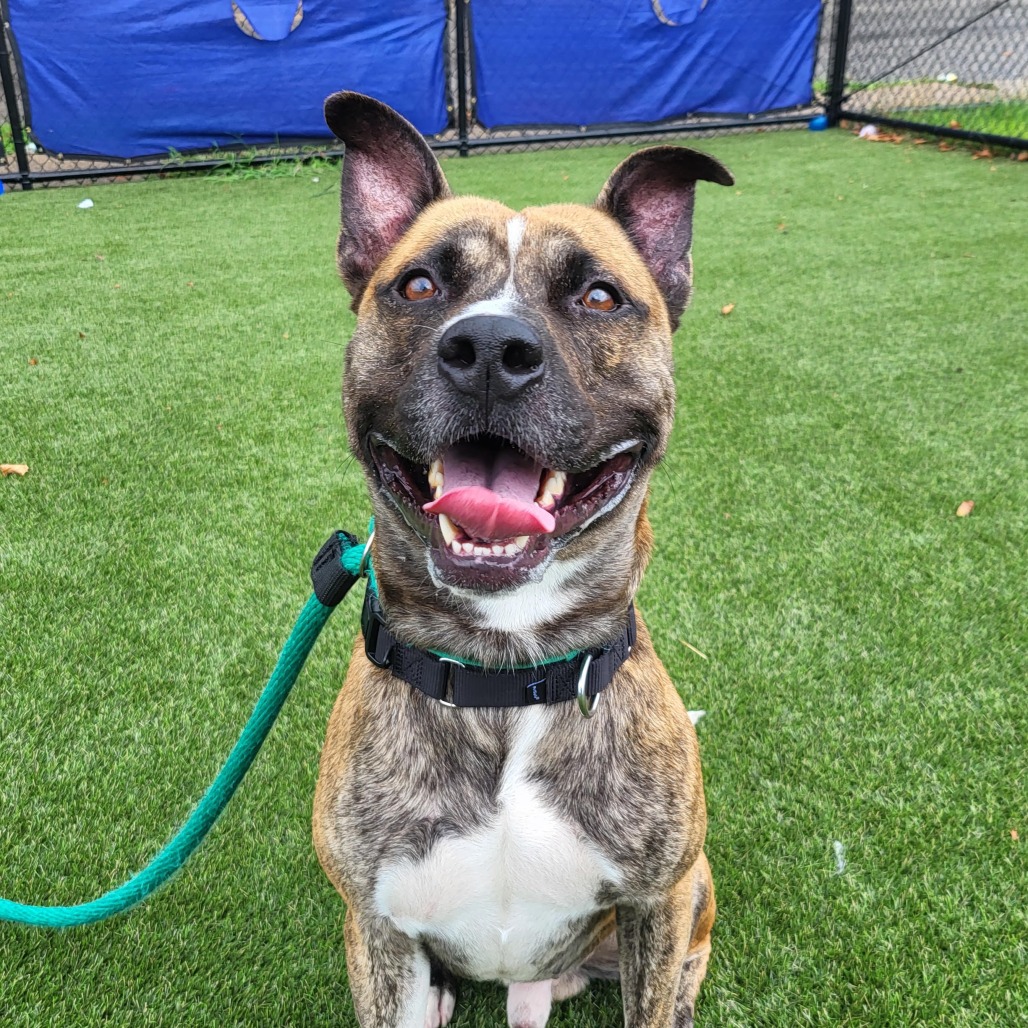 Sunday, a American Staffordshire Terrier, available for adoption