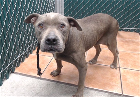 A5798561, a Bullmastiff, available for adoption