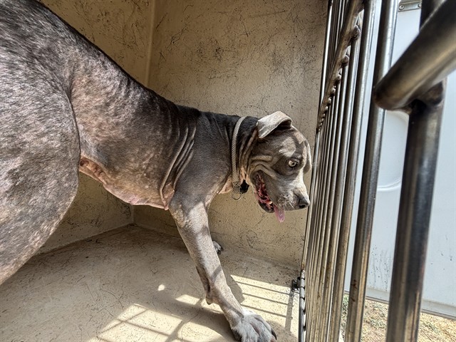 A480092, a Pit Bull Terrier (mix breed), available for adoption