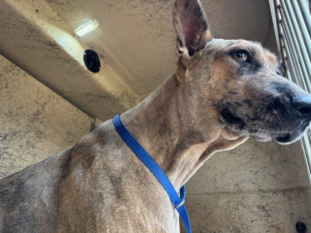 A480037, a German Shepherd (mix breed), available for adoption
