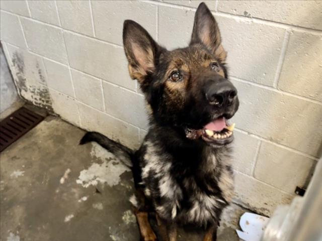 Theo, a German Shepherd, available for adoption