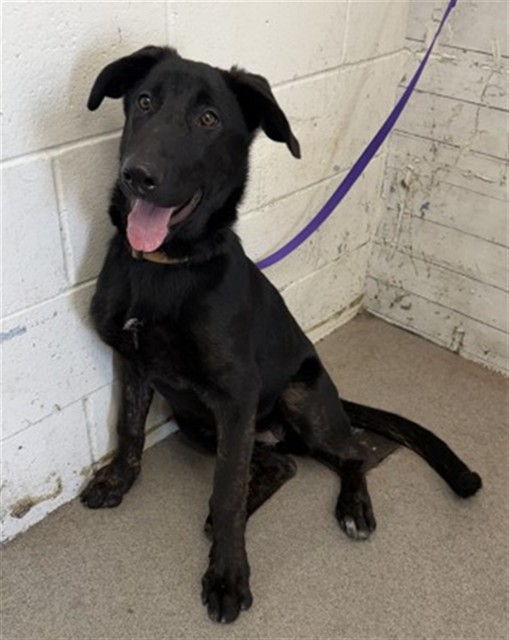 Linda, a Labrador Retriever (mix breed), available for adoption