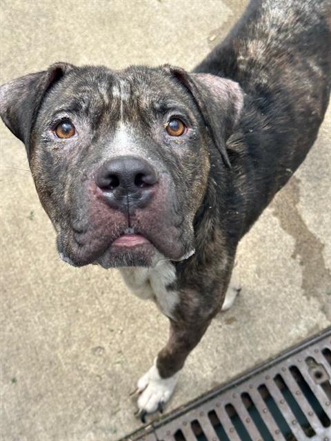 Damon, a Pit Bull Terrier (mix breed), available for adoption