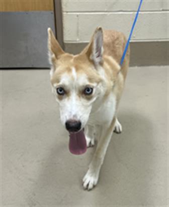 Mocha, a Siberian Husky (mix breed), available for adoption