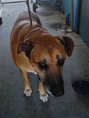 Bullwinkle, a Boxer, available for adoption