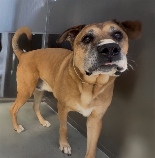 Bullwinkle, a Boxer, available for adoption