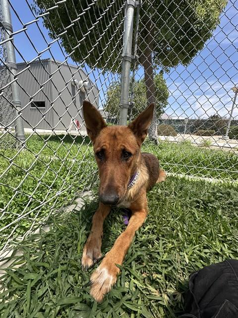 Marilyn, a Belgian Shepherd Malinois, available for adoption