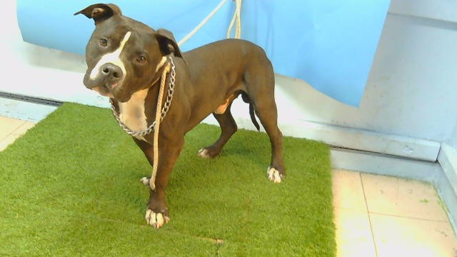 A5799980, a Bullmastiff, available for adoption