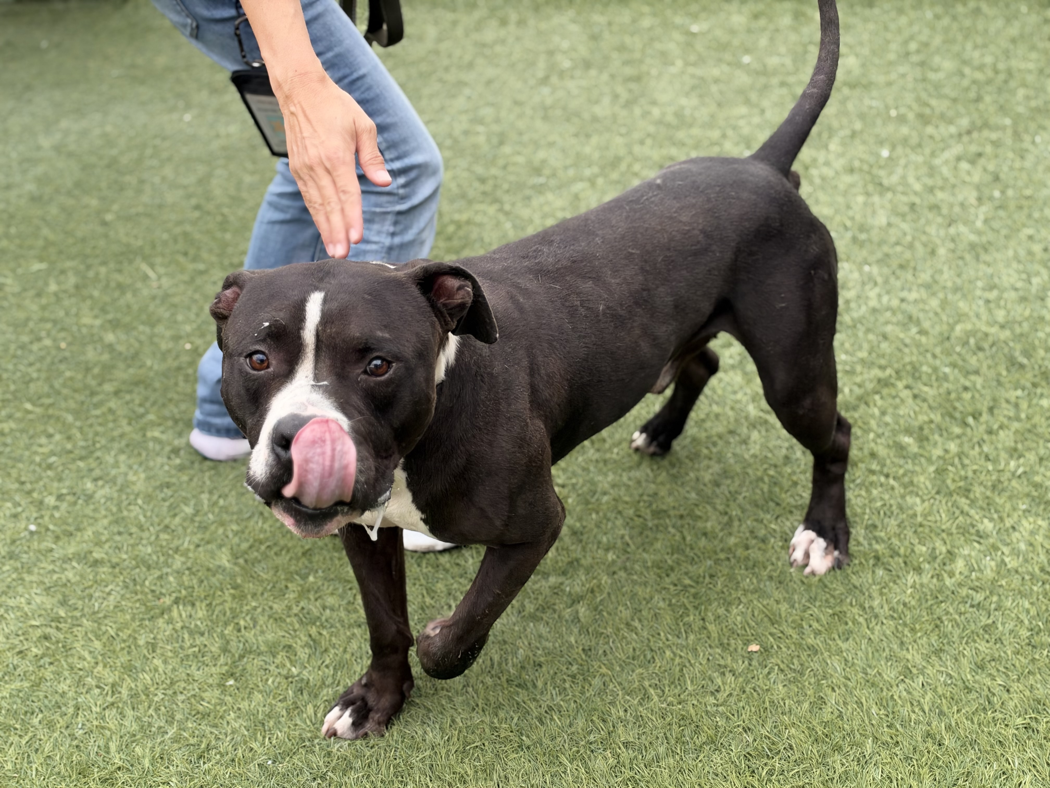 Seth, a Bullmastiff, available for adoption