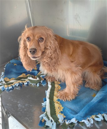 A5800558, a Cocker Spaniel, available for adoption