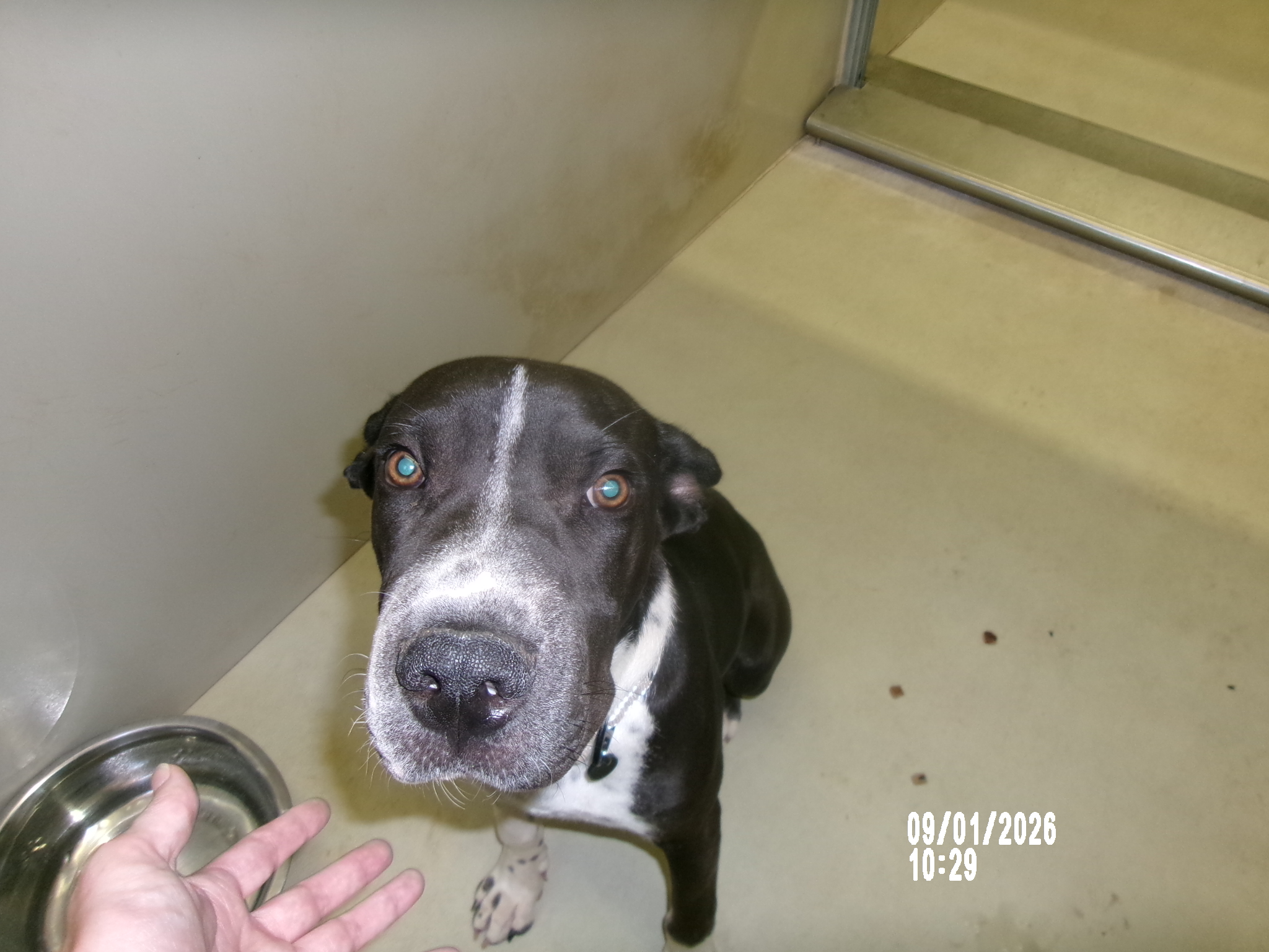 Chewy, a American Staffordshire Terrier, available for adoption